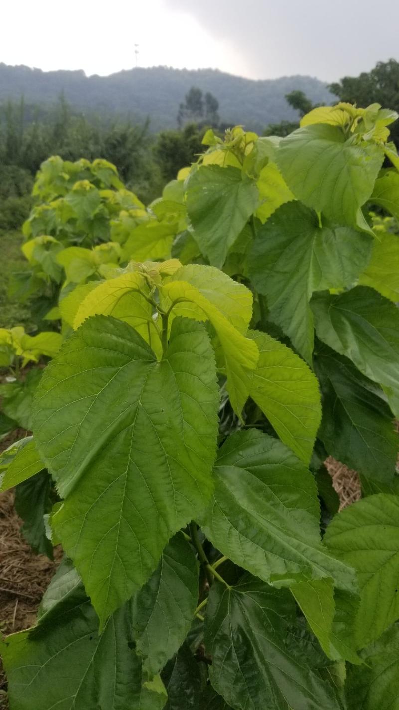 大量供应新鲜桑叶、桑芽叶菜、桑叶菜，桑芽菜，老桑叶桑枝