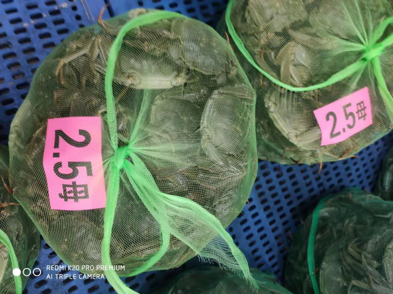 阳澄湖大闸蟹中秋礼品，欢迎各位老板批发购买。