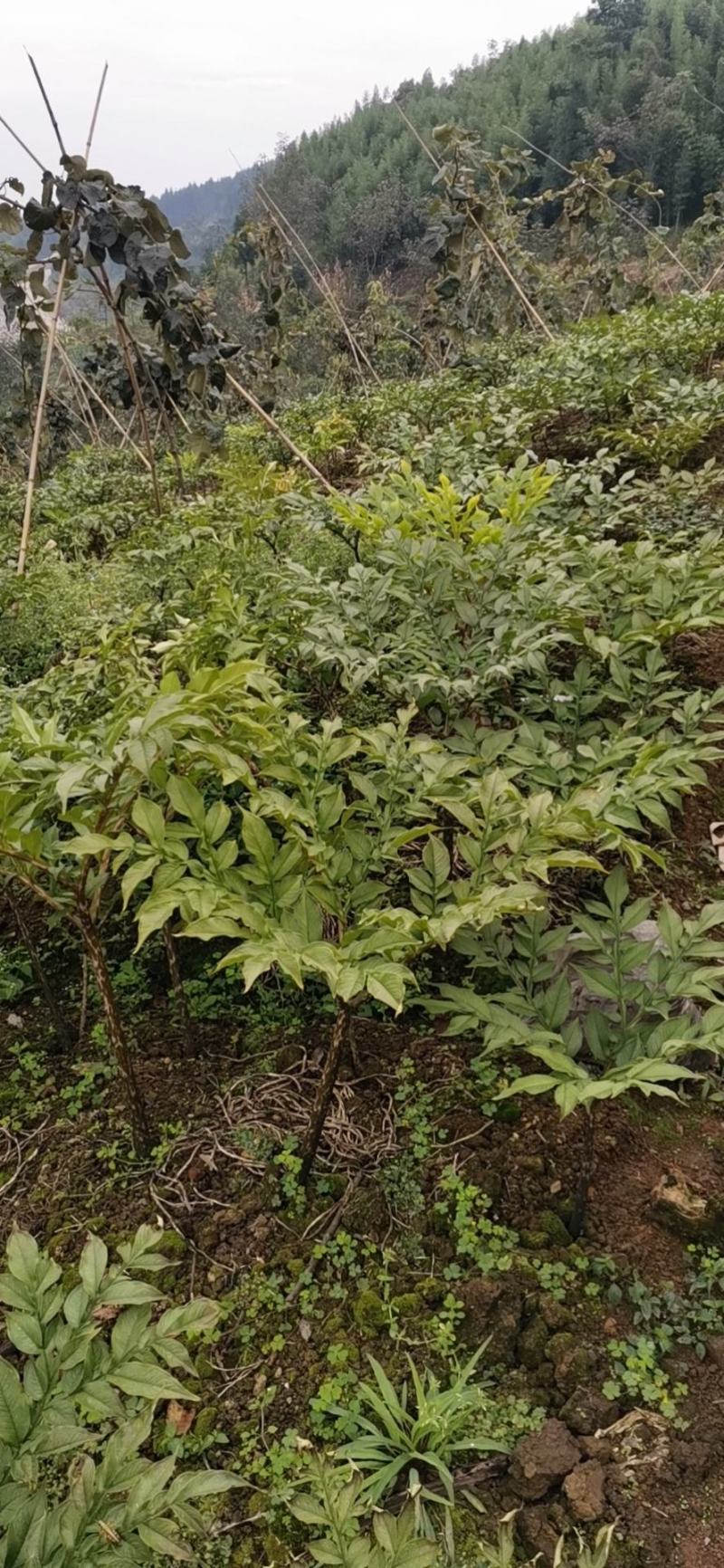 花魔芋鲜货，提供不同规格魔芋种