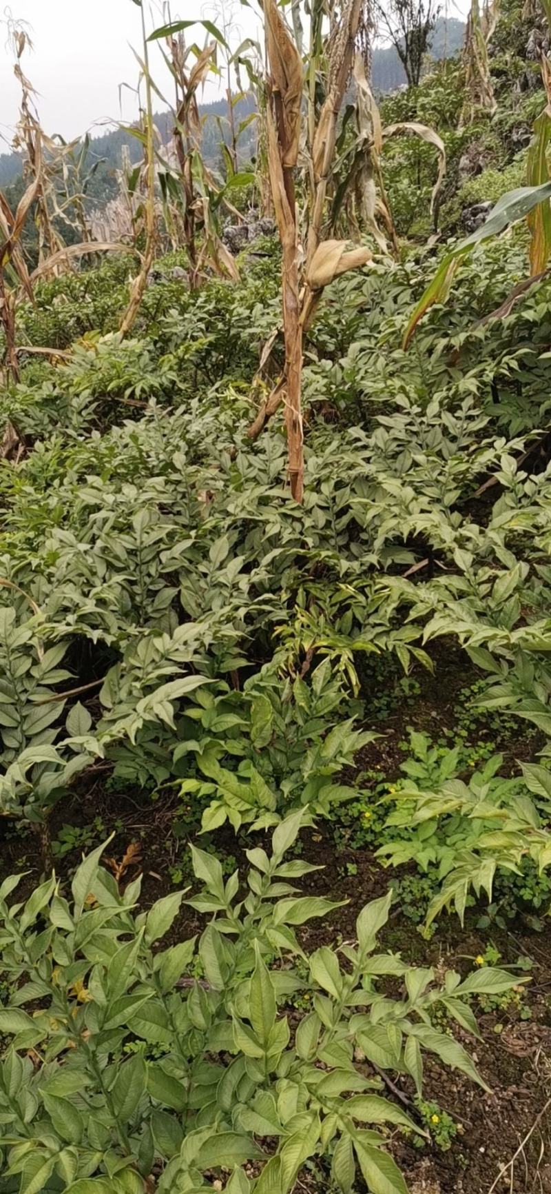 花魔芋鲜货，提供不同规格魔芋种