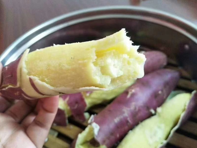 内蒙通辽沙地红薯，干瓤沙甜品质皮毛亮形状好济薯26