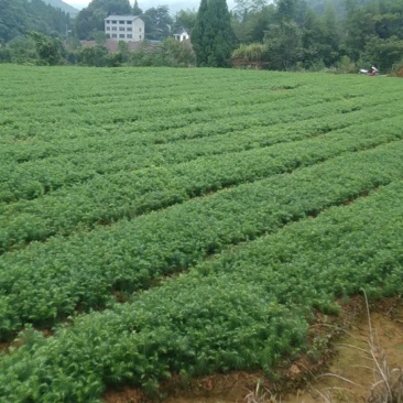 刺杉木苗，现在开始预售