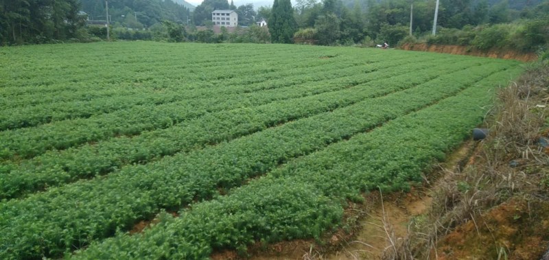 刺杉木苗，现在开始预售