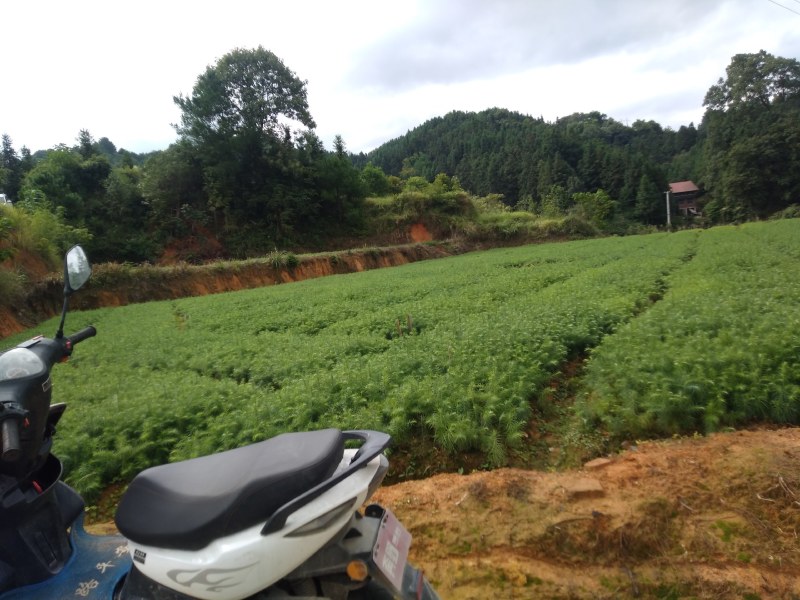 刺杉木苗，现在开始预售