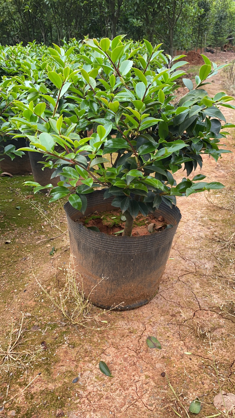 茶梅球多规格盆栽苗