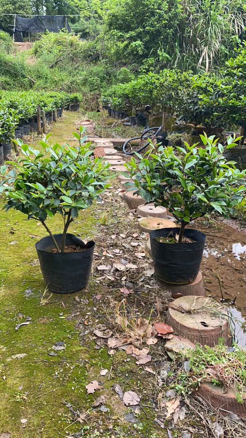 茶梅球多规格盆栽苗