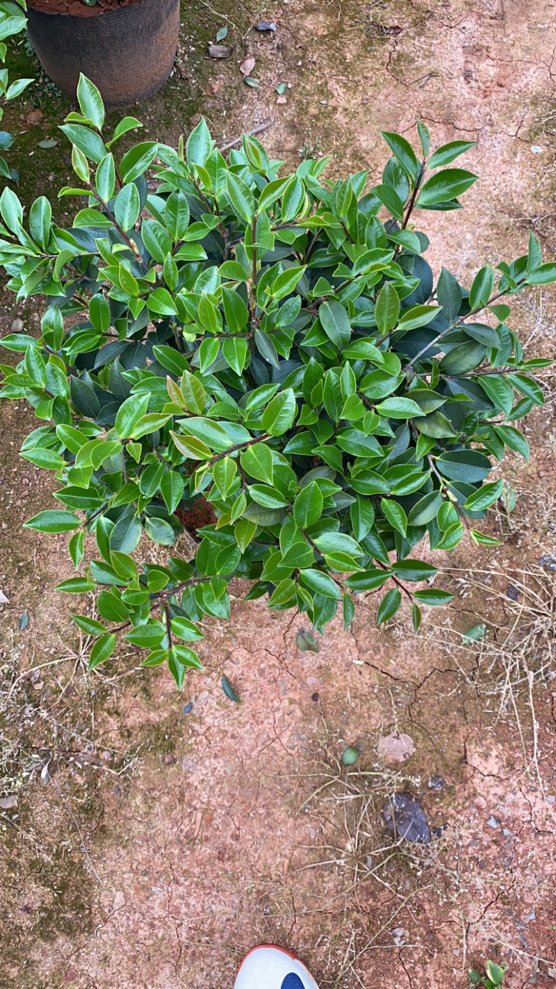 茶梅球多规格盆栽苗