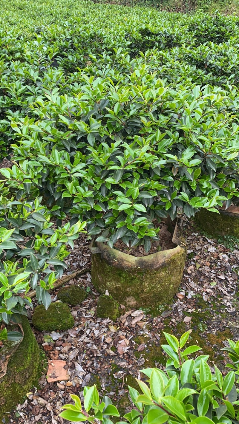 茶梅球多规格盆栽苗