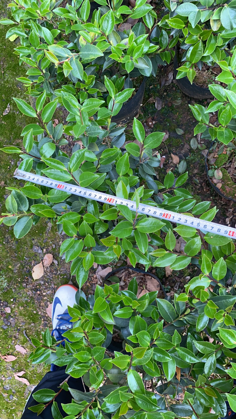 茶梅球多规格盆栽苗