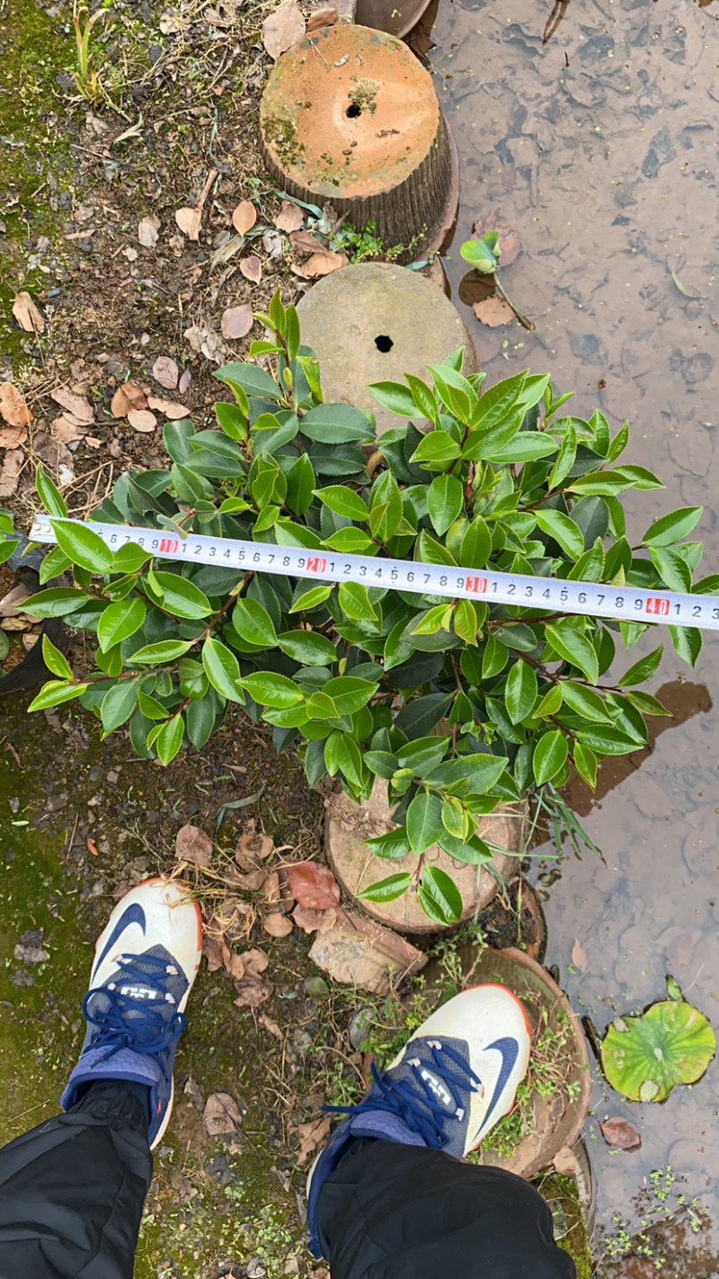 茶梅球多规格盆栽苗