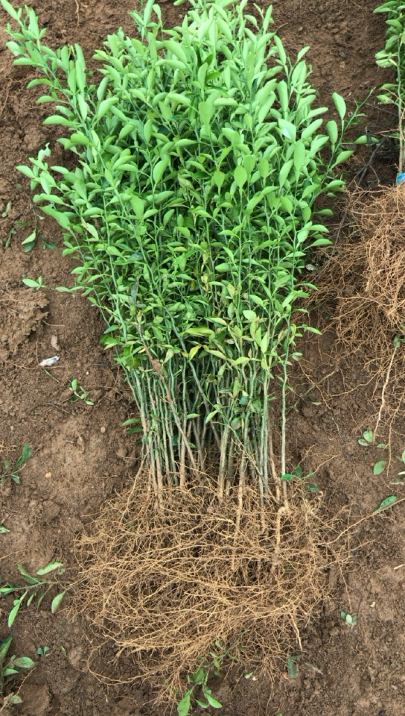 积橙苗积橙芽苗，0.5到1工分