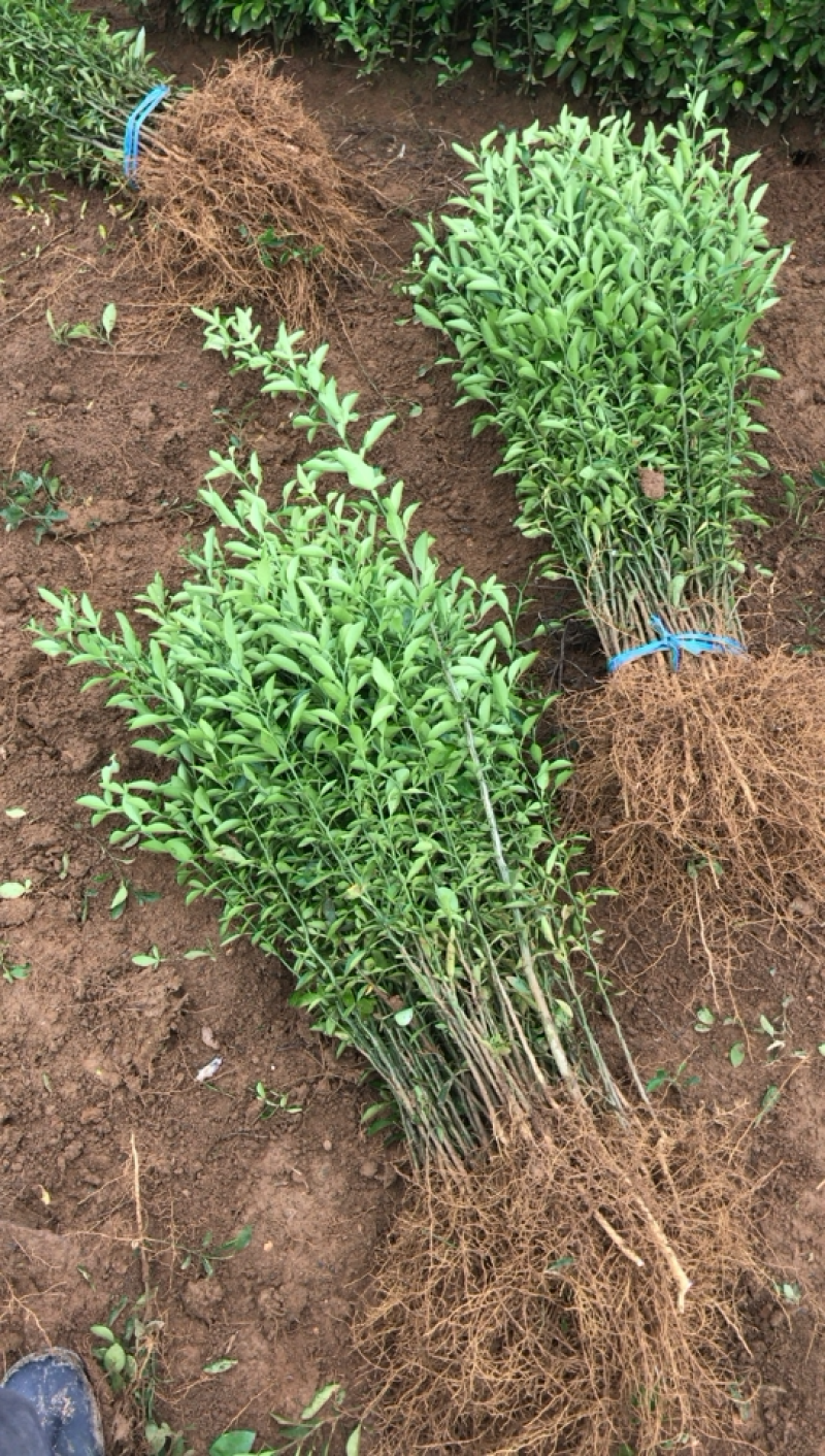 积橙苗积橙芽苗，0.5到1工分