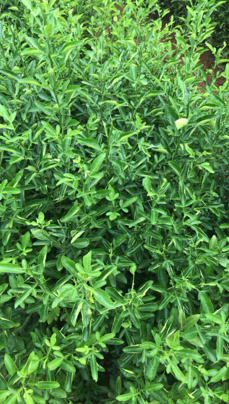 积橙苗积橙芽苗，0.5到1工分