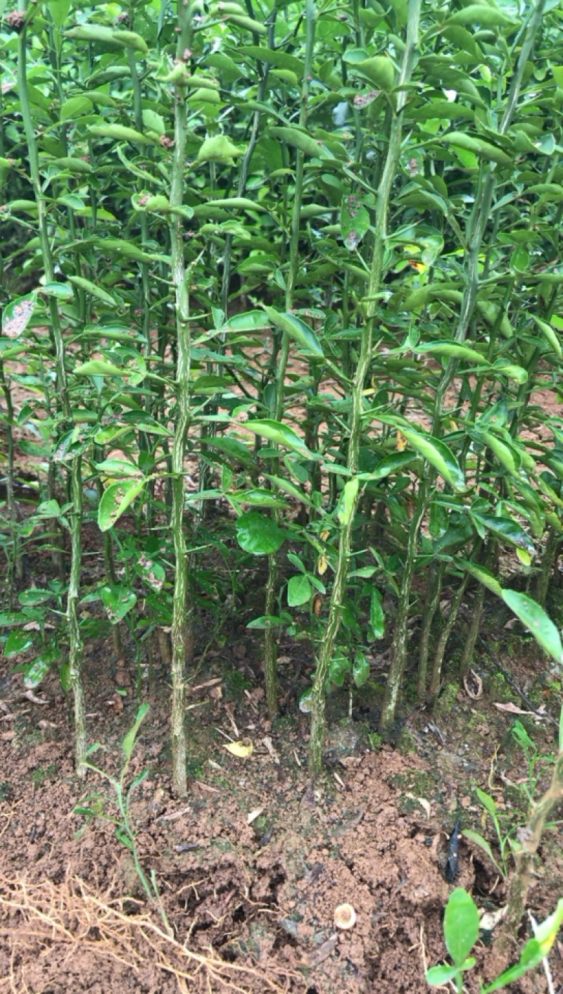 积橙苗积橙芽苗，0.5到1工分