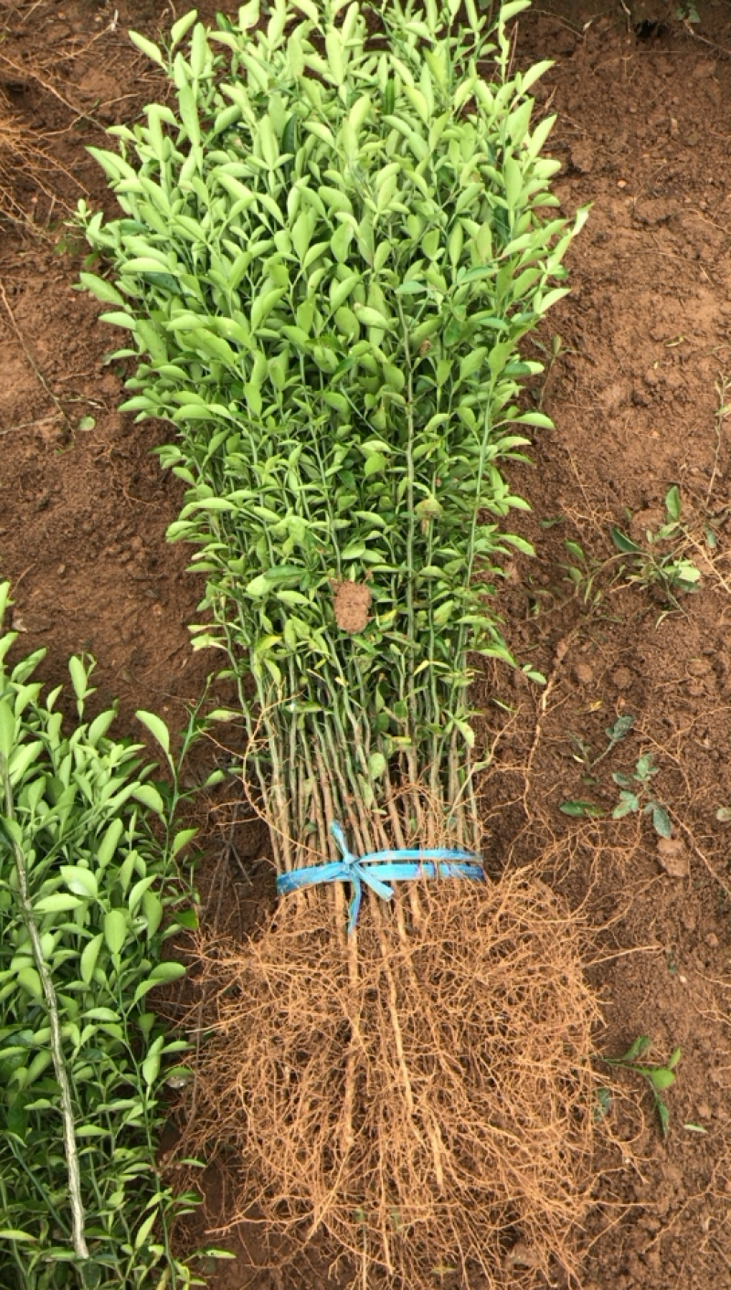 积橙苗积橙芽苗，0.5到1工分