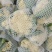 河南开封精品《有机花菜》松花菜产地直发一手货源一条龙服务
