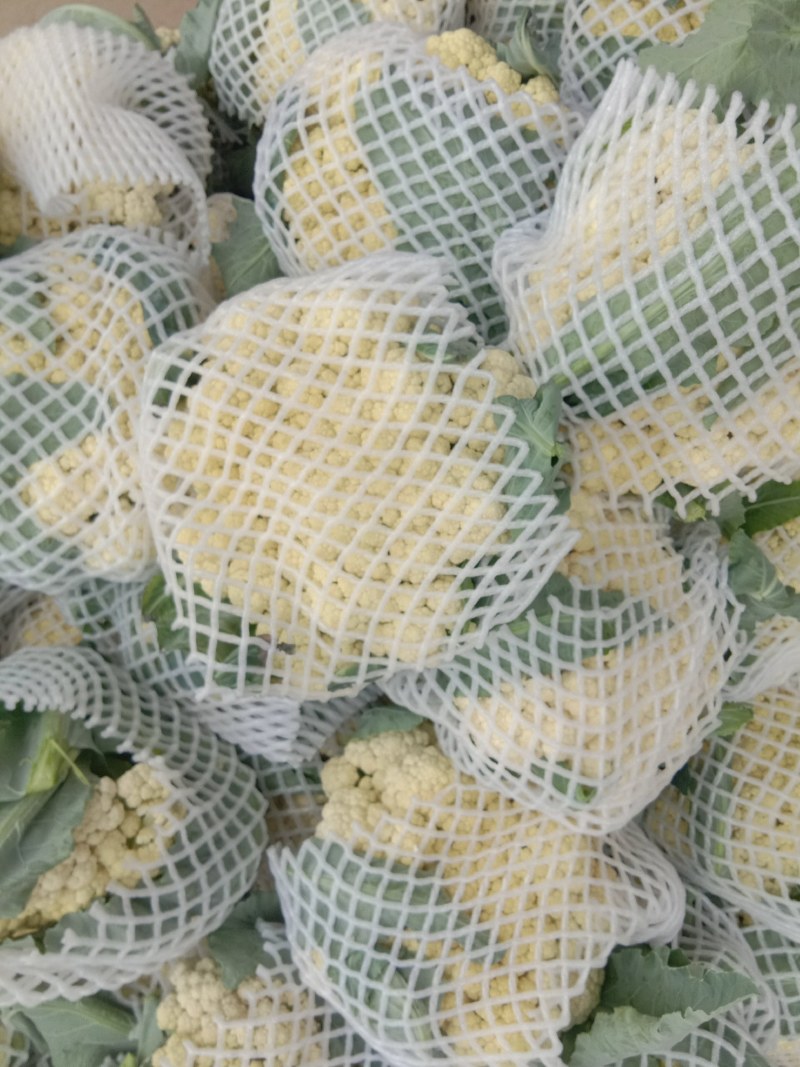 河南开封精品《有机花菜》松花菜产地直发一手货源一条龙服务