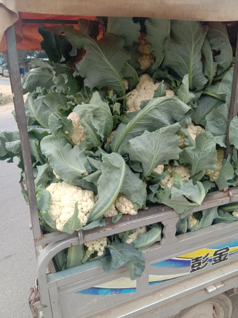 河南开封精品《有机花菜》松花菜产地直发一手货源一条龙服务
