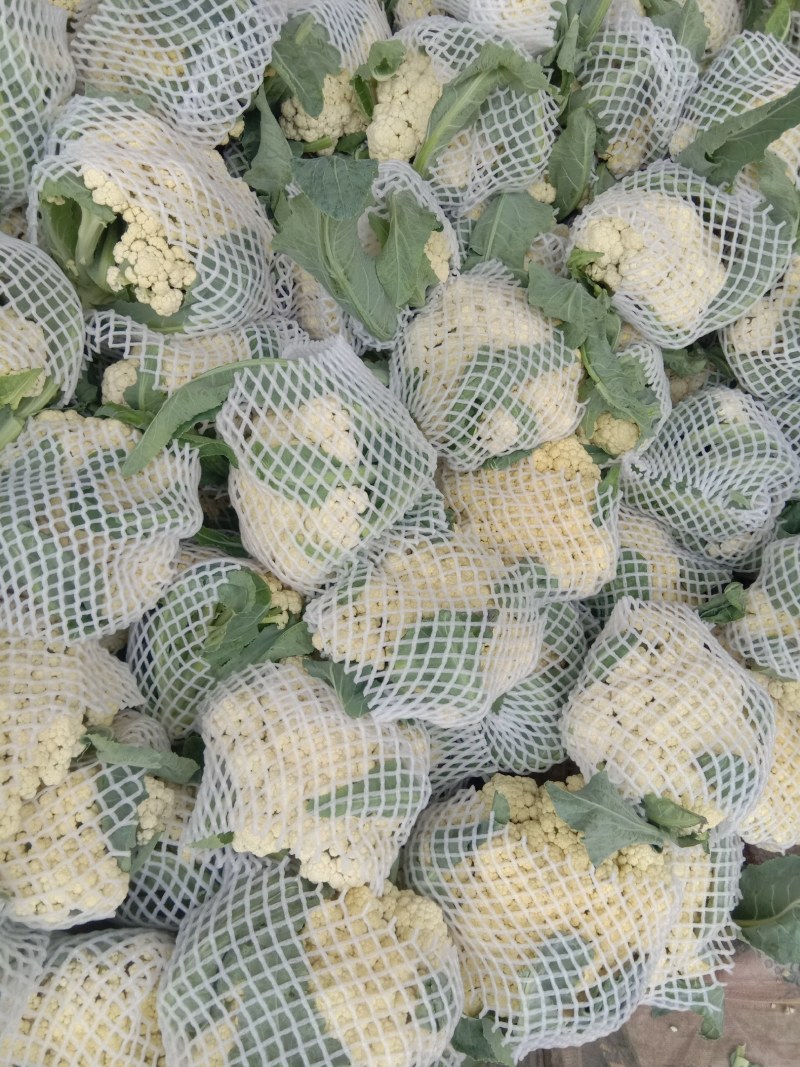 河南开封精品《有机花菜》松花菜产地直发一手货源一条龙服务
