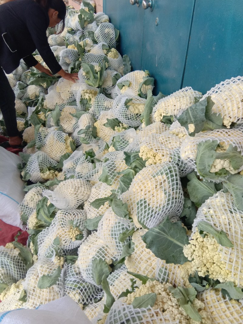 河南开封精品《有机花菜》松花菜产地直发一手货源一条龙服务