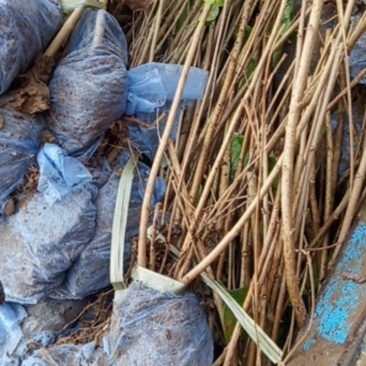 紫丁香绿化专用无病虫害