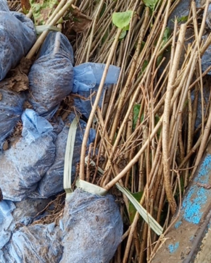紫丁香绿化专用无病虫害