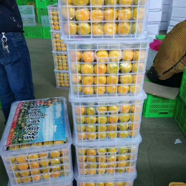 蜜橘产地直销看货采摘保质保量诚信代办十八年