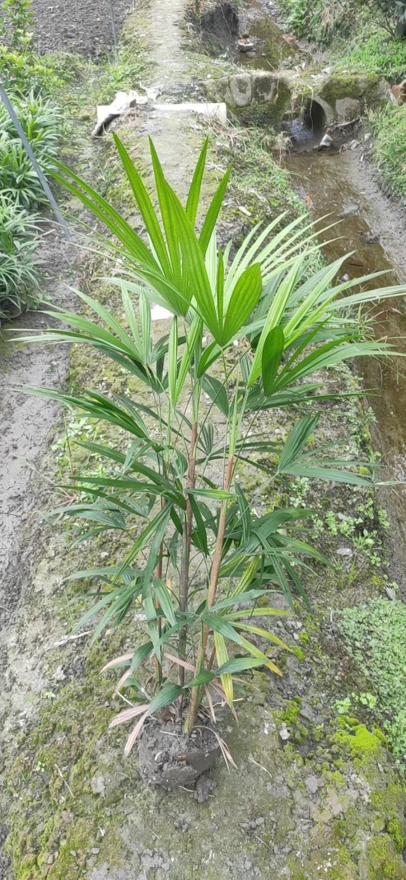 四川成都温江基地苗圃棕竹杯苗30-50高质量保证