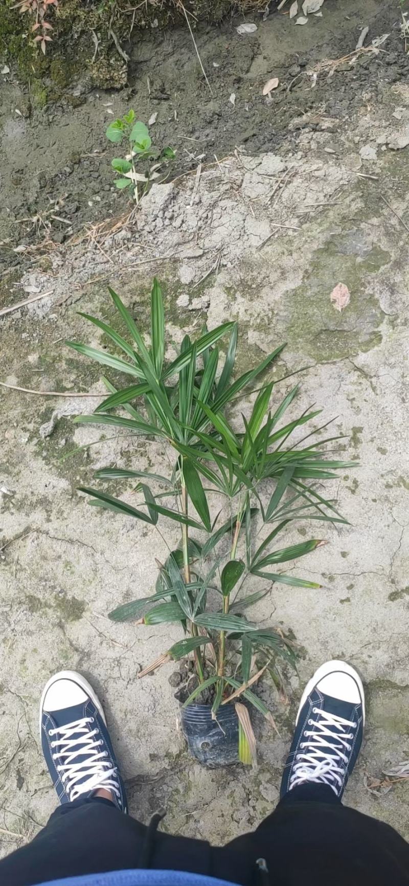 四川成都温江基地苗圃棕竹杯苗30-50高质量保证