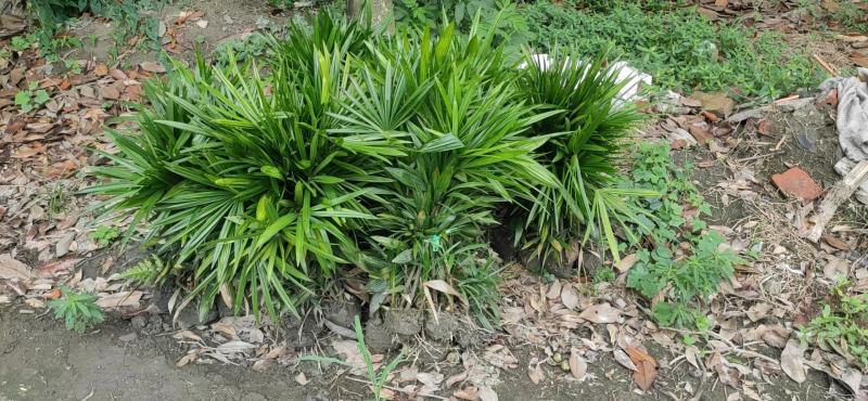 四川成都温江基地苗圃棕竹杯苗30-50高质量保证