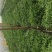四川成都温江基地苗圃棕竹杯苗30-50高质量保证
