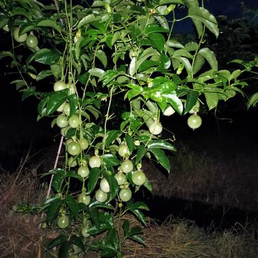 广西钦州灵山县台农百香果产地直发