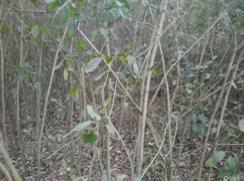 黄葛树苗基地自产直销