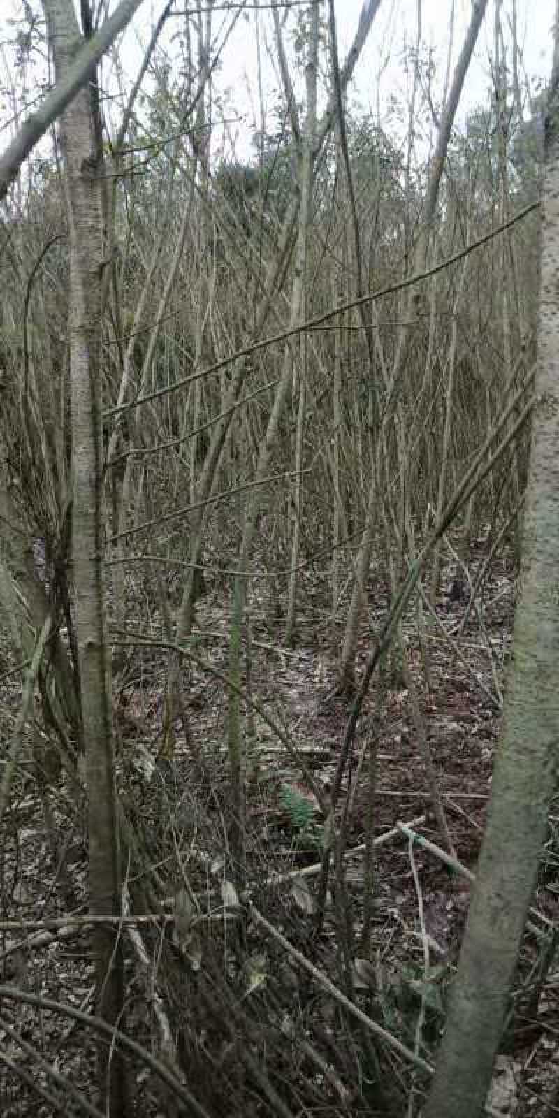 黄葛树苗基地自产直销