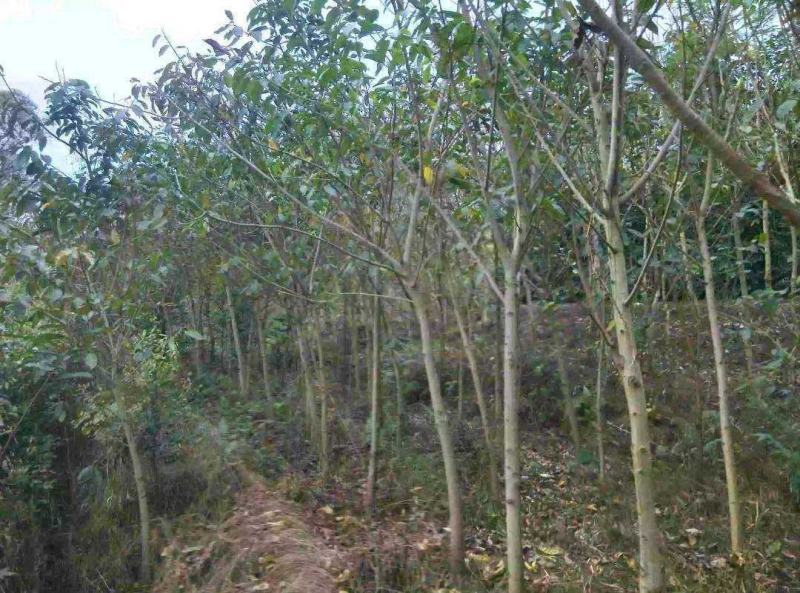 黄葛树苗基地自产直销