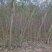 黄葛树苗基地自产直销