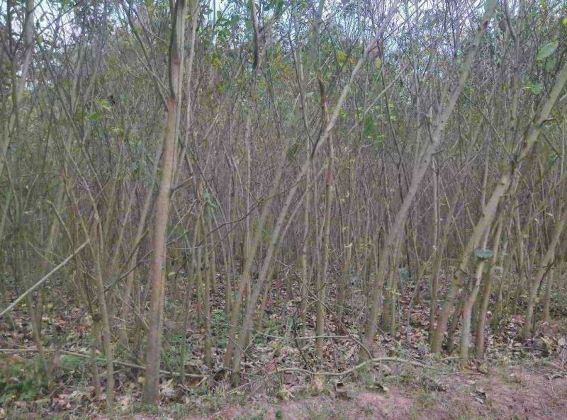 黄葛树苗基地自产直销
