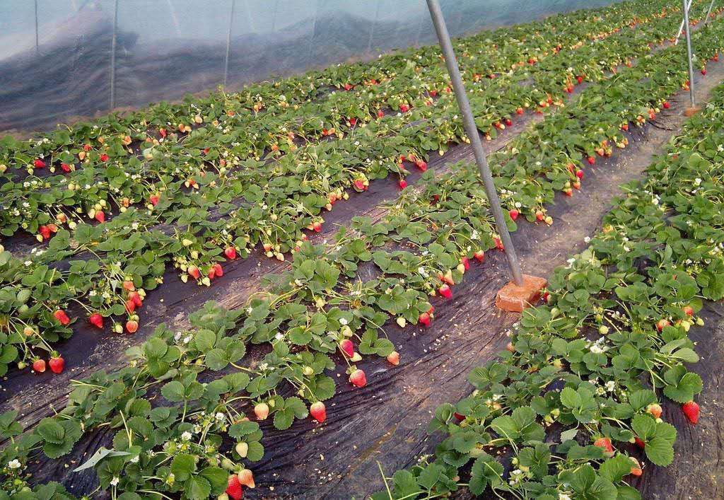 成熟的甜查理草莓果实特写