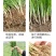 【包邮】韭菜根当季新根农田大棚盆栽基地直供