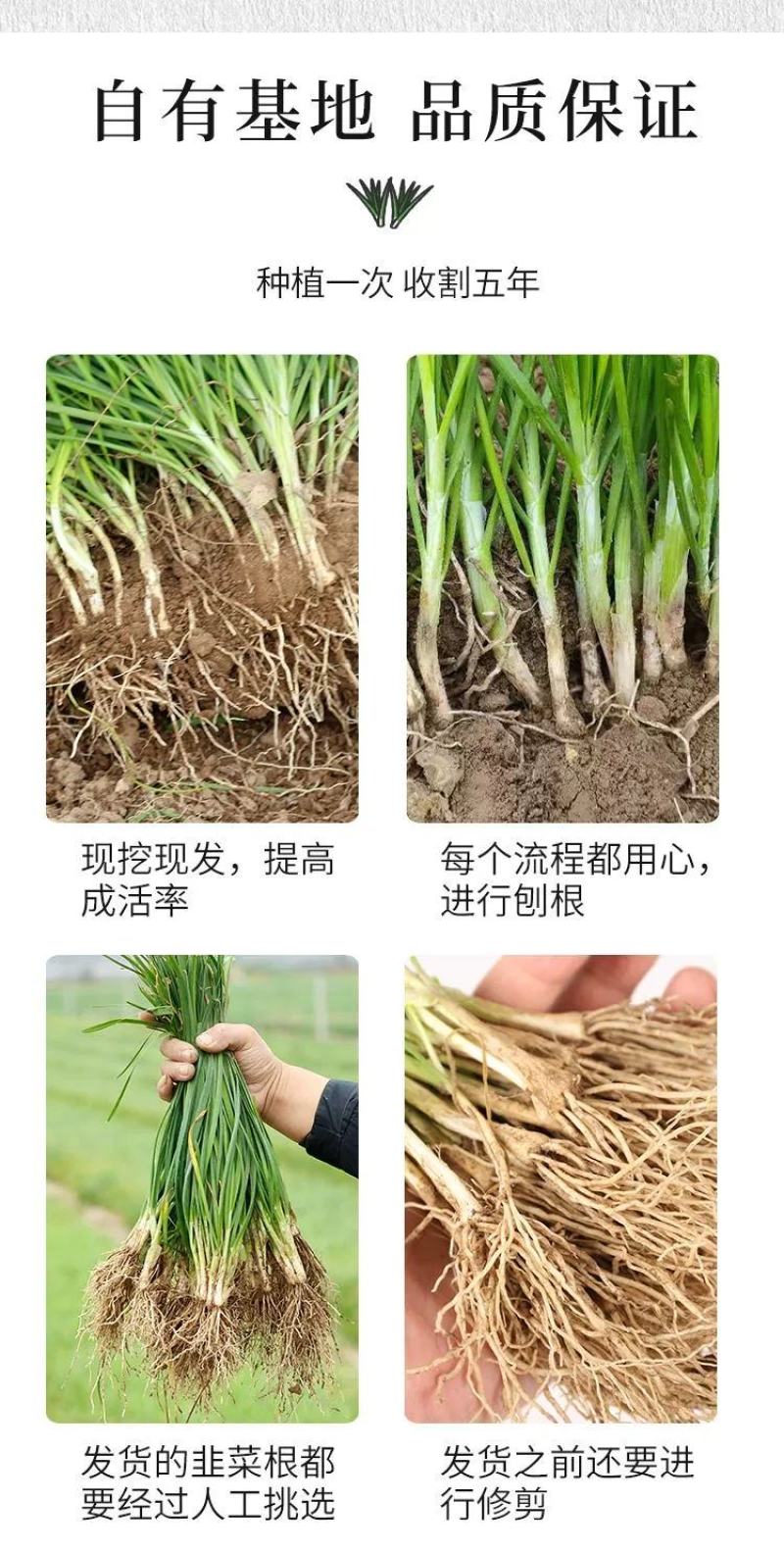 【包邮】韭菜根当季新根农田大棚盆栽基地直供