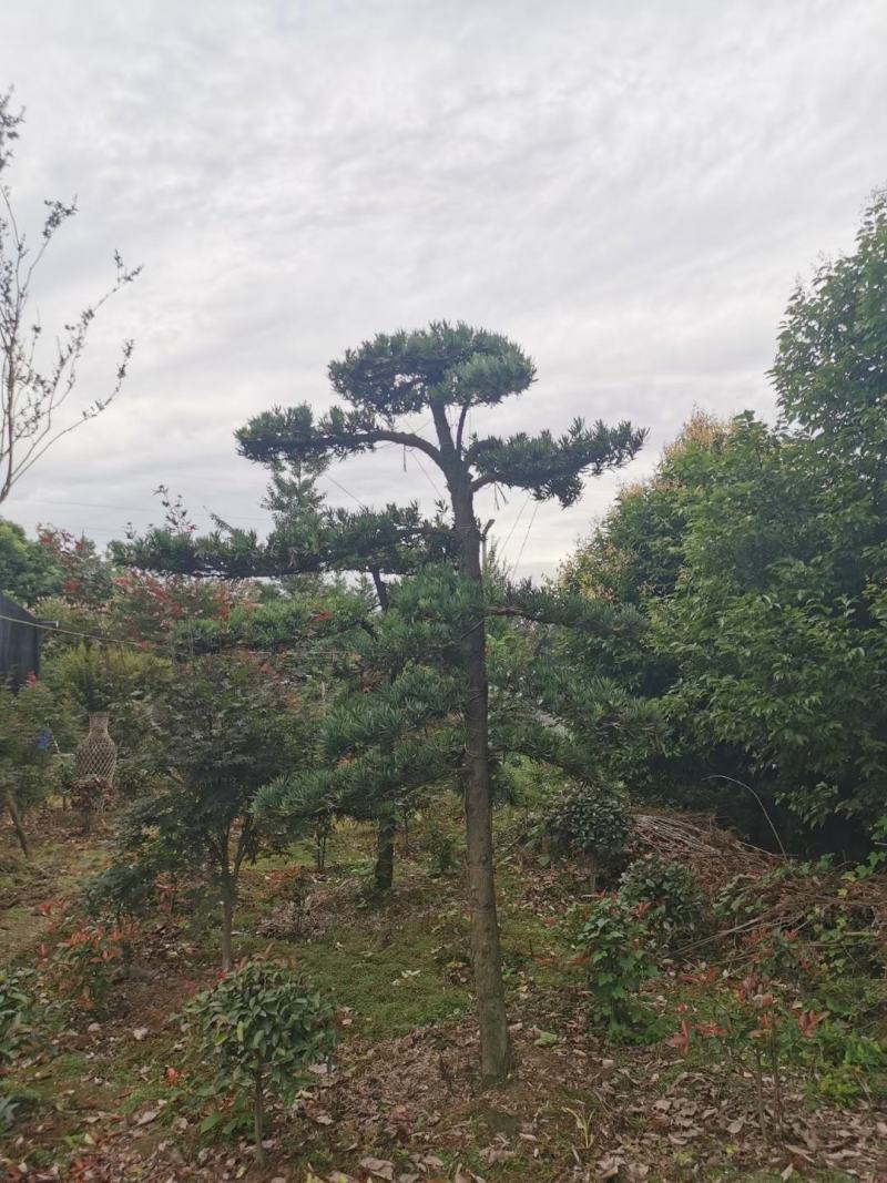 四川成都温江基地苗圃路罗汉松，质量保证，自家货