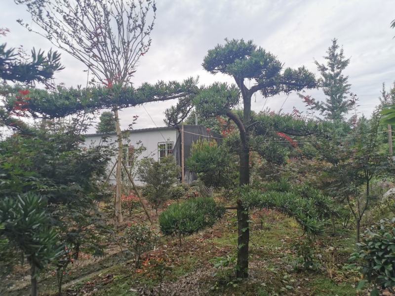 四川成都温江基地苗圃路罗汉松，质量保证，自家货