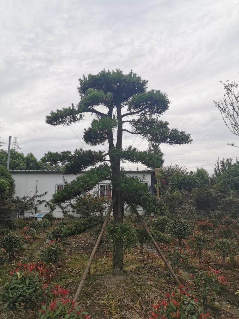 四川成都温江基地苗圃路罗汉松，质量保证，自家货