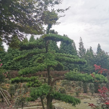 四川成都温江基地苗圃路罗汉松，质量保证，自家货