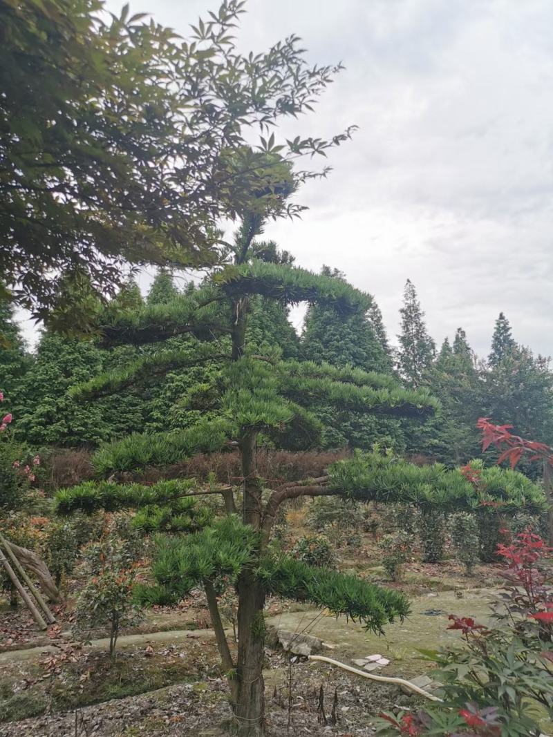 四川成都温江基地苗圃路罗汉松，质量保证，自家货