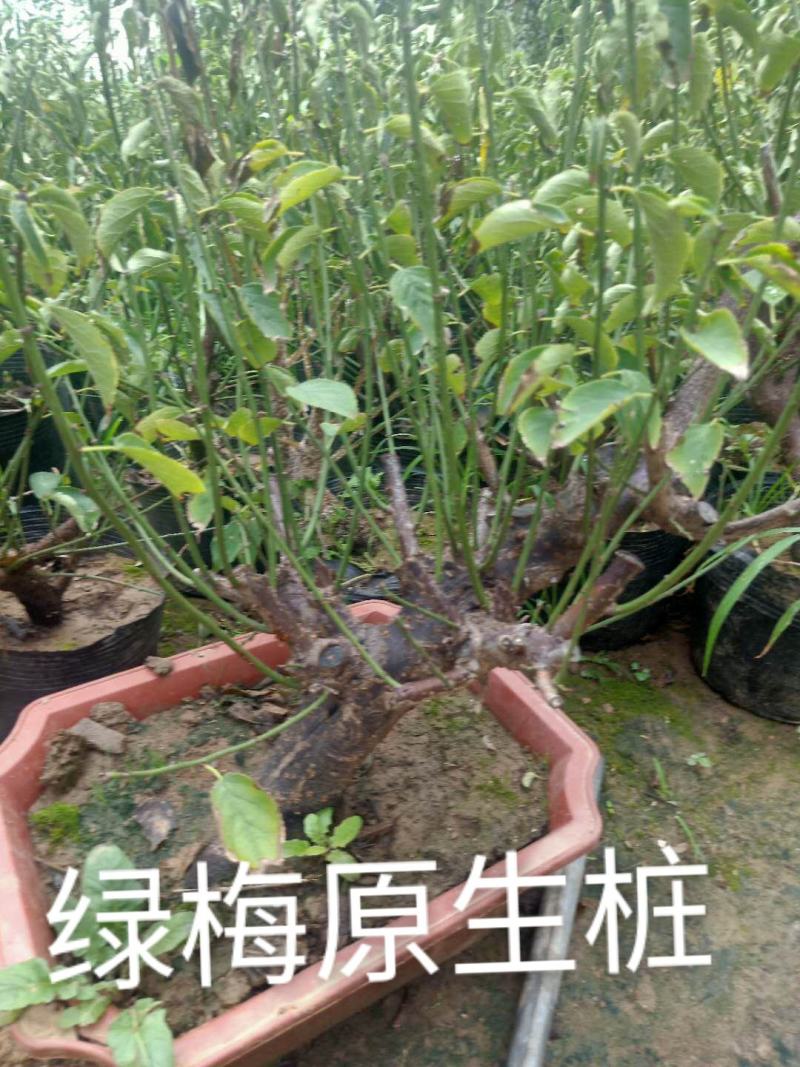盆景树桩实物红梅花腊梅红梅树苗乌梅绿梅朱砂梅室内盆栽绿植