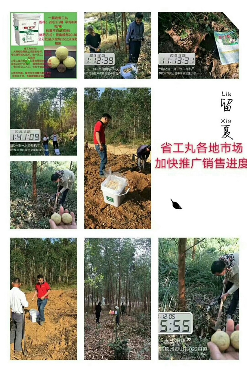 省工丸桉树果树柑橘药肥长效复合肥通用型缓释肥
