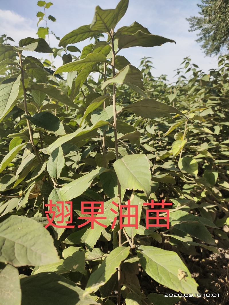 山西稀有树种翅果油一年苗2年苗3年苗量大价优包邮