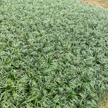 本基地常年供应各种苗木花卉30玉龙草，质量保证，工程苗木