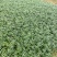 本基地常年供应各种苗木花卉30玉龙草，质量保证，工程苗木